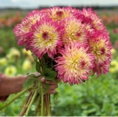 Büyük Çiçekli Caproz Josephine Dahlia Yıldız Çiçeği Soğanı Yumrusu (1 Adet)