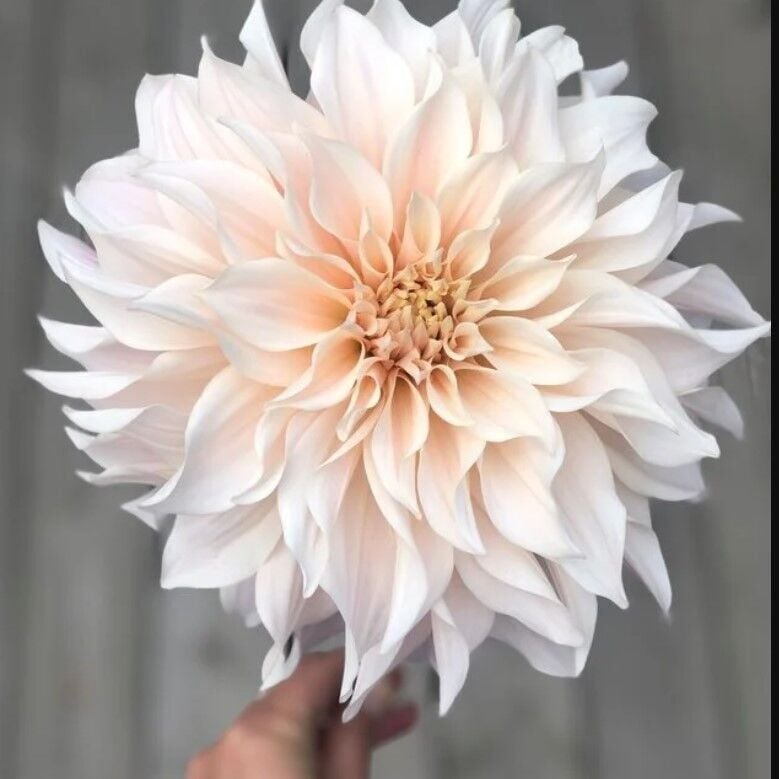 Büyük Çiçekli Cafe Au Light Dahlia Yıldız Çiçeği Soğanı Yumrusu (1 Adet)