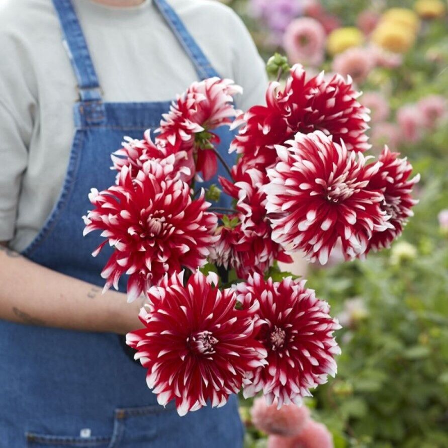 Büyük Çiçekli Davos Dahlia Yıldız Çiçeği Soğanı Yumrusu (1 Adet)