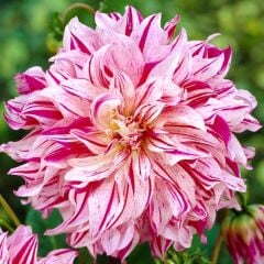 XXL Dev Çiçekli Bristol Stripe Dahlia Yıldız Çiçeği Soğanı Yumrusu (1 Adet)