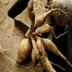 Büyük Çiçekli Sarı Renkte Kelvin Floodlight Dahlia Yıldız Çiçeği Soğanı Yumrusu (1 Adet )