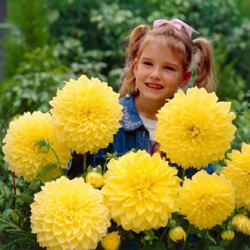 Büyük Çiçekli Sarı Renkte Kelvin Floodlight Dahlia Yıldız Çiçeği Soğanı Yumrusu (1 Adet )