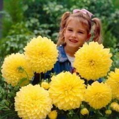 Büyük Çiçekli Sarı Renkte Kelvin Floodlight Dahlia Yıldız Çiçeği Soğanı Yumrusu (1 Adet )