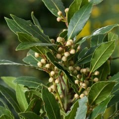 Tüplü Aromatik Defne (Laurus Nobilis) Fidanı (60-100 cm)