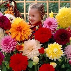 XXL Büyük Çiçekli Mixed Dahlia Yumrusu (5 Adet)