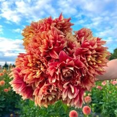 Aynı Sene Çiçek Açan Büyük Çiçekli Dazzling Magic Dahlia Yumrusu (1 Adet)