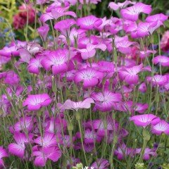 Lila Renginde Rosea Agrostemma Çiçeği Tohumu(25 tohum)