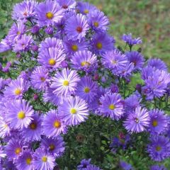 Sarah Ballar Novi Belgii Aster Çiçeği Soğanı (1 Adet )