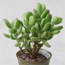 Cotyledon Ladismithiensis Nadir Çeşit Sukulent (5.5 Luk Saksıda)