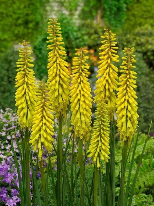 Kniphofia Sunningdale Yellow Fener Meşale Çiçeği Zambağı Soğanı (1 Adet)
