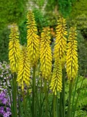 Kniphofia Sunningdale Yellow Fener Meşale Çiçeği Zambağı Soğanı (1 Adet)