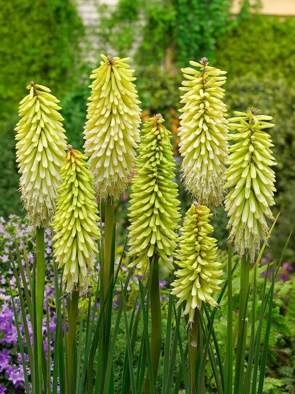 Kniphofia Ice Queen Fener Meşale Çiçeği Zambağı Soğanı (1 Adet)