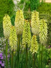 Kniphofia Ice Queen Fener Meşale Çiçeği Zambağı Soğanı (1 Adet)