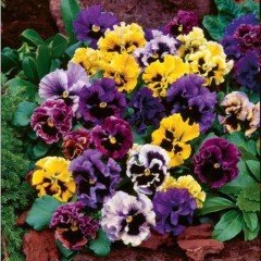 Karışık Renkli Dev Menekşe (Viola) Çiçeği Tohumu(50 tohum)