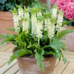 Eucomis Autumnalis White Ananas Çiçeği Zambağı Soğanı (1 Adet)