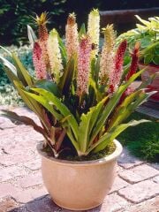 Eucomis Comosa Ananas Çiçeği Zambağı Soğanı (1 Adet)
