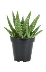 Aleo Crosby Sukulent Batmayan Dikenler Nadir Çeşit (5.5 Luk Saksıda)