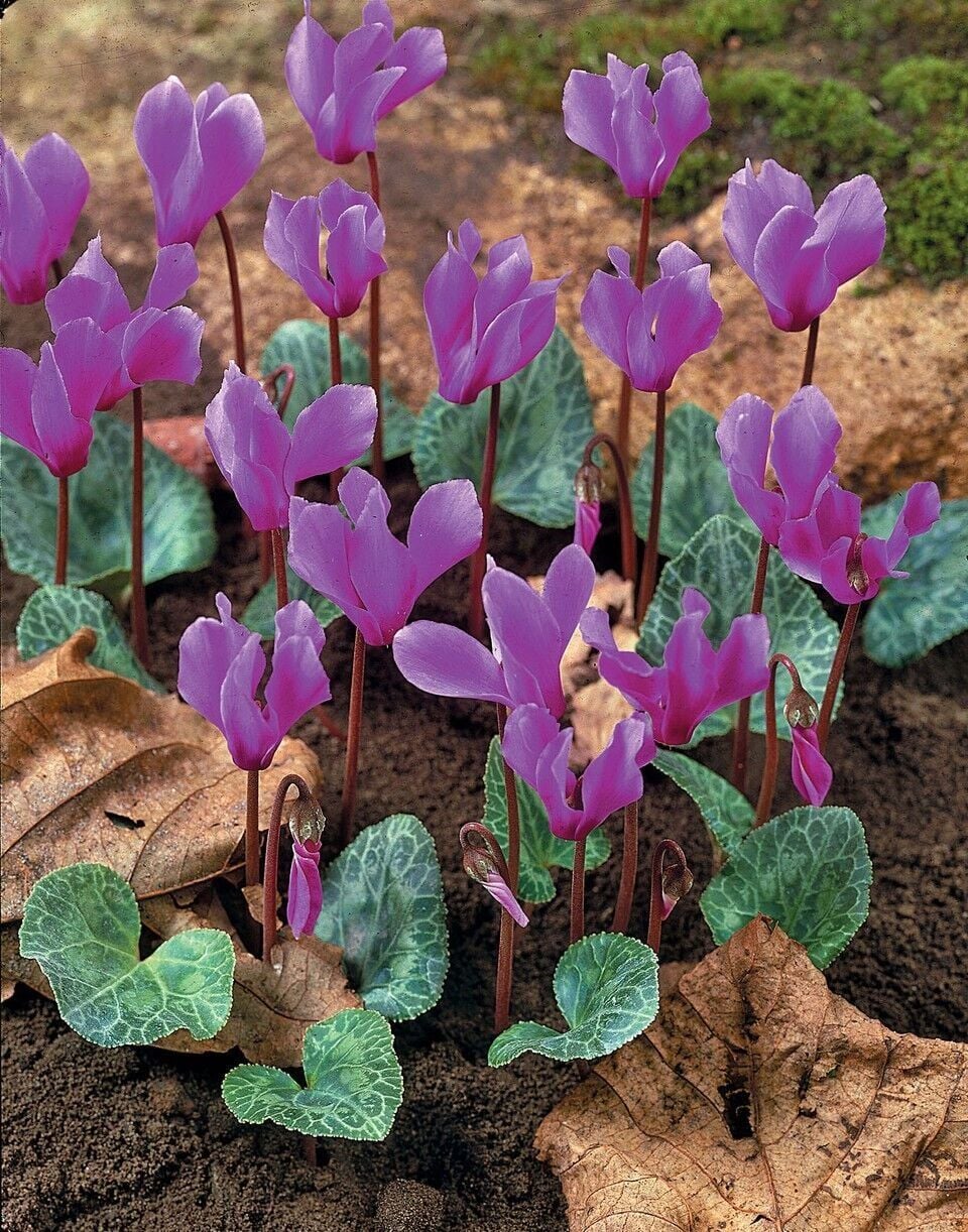 Dağ Sıklameni Cilicum Cyclamen Soğuklara Dayanıklı Sıklamen Çiçeği Soğanı (1 Adet)