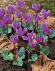 Dağ Sıklameni Cilicum Cyclamen Soğuklara Dayanıklı Sıklamen Çiçeği Soğanı (1 Adet)