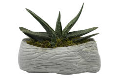 Aloe X Aşkların Dansı Nadir Çeşit Sukulent (5.5 Luk Saksıda)