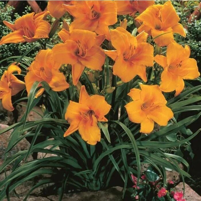 Chicago Sunrise Hemerocallis Gün Güzeli Çiçeği Soğanı (1 Adet)