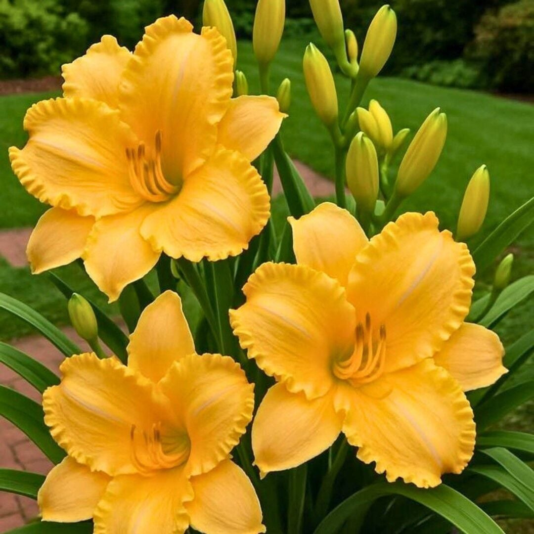 Aten Hemerocallis Gün Güzeli Çiçeği Soğanı (1 Adet)