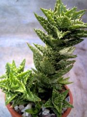 Aloe Zanzibarica Sukulent Nadir Çeşit (5.5 Luk Saksıda)