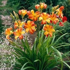 Frans Hals Hemerocallis Gün Güzeli Çiçeği Soğanı (1 Adet)