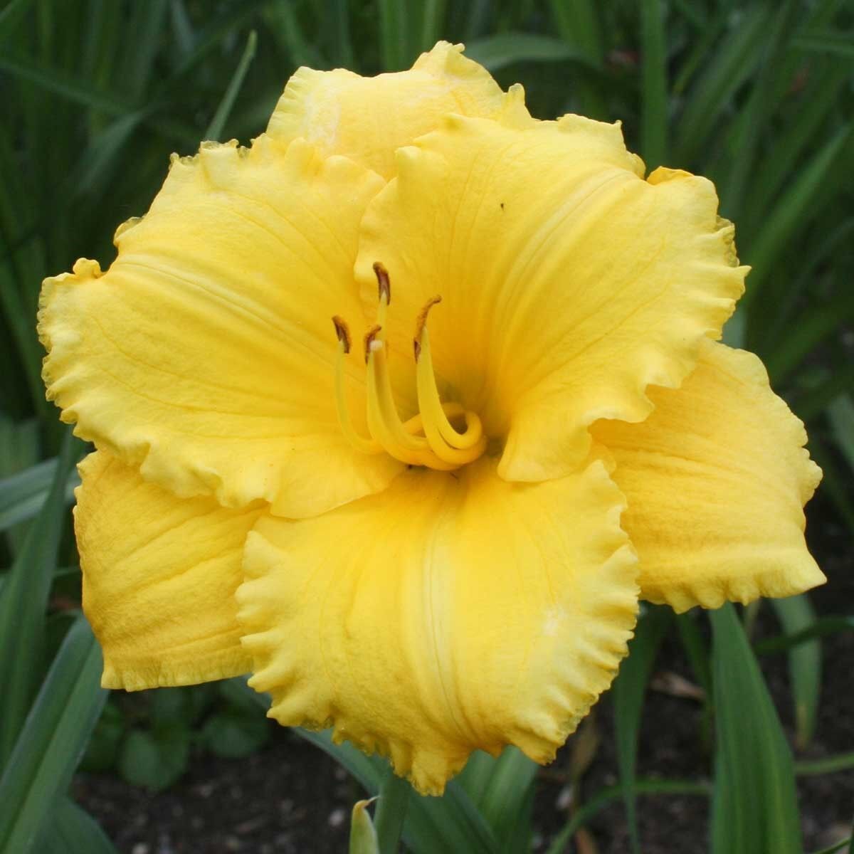 Atlanta Elegant Hemerocallis Gün Güzeli Çiçeği Soğanı (1 Adet)