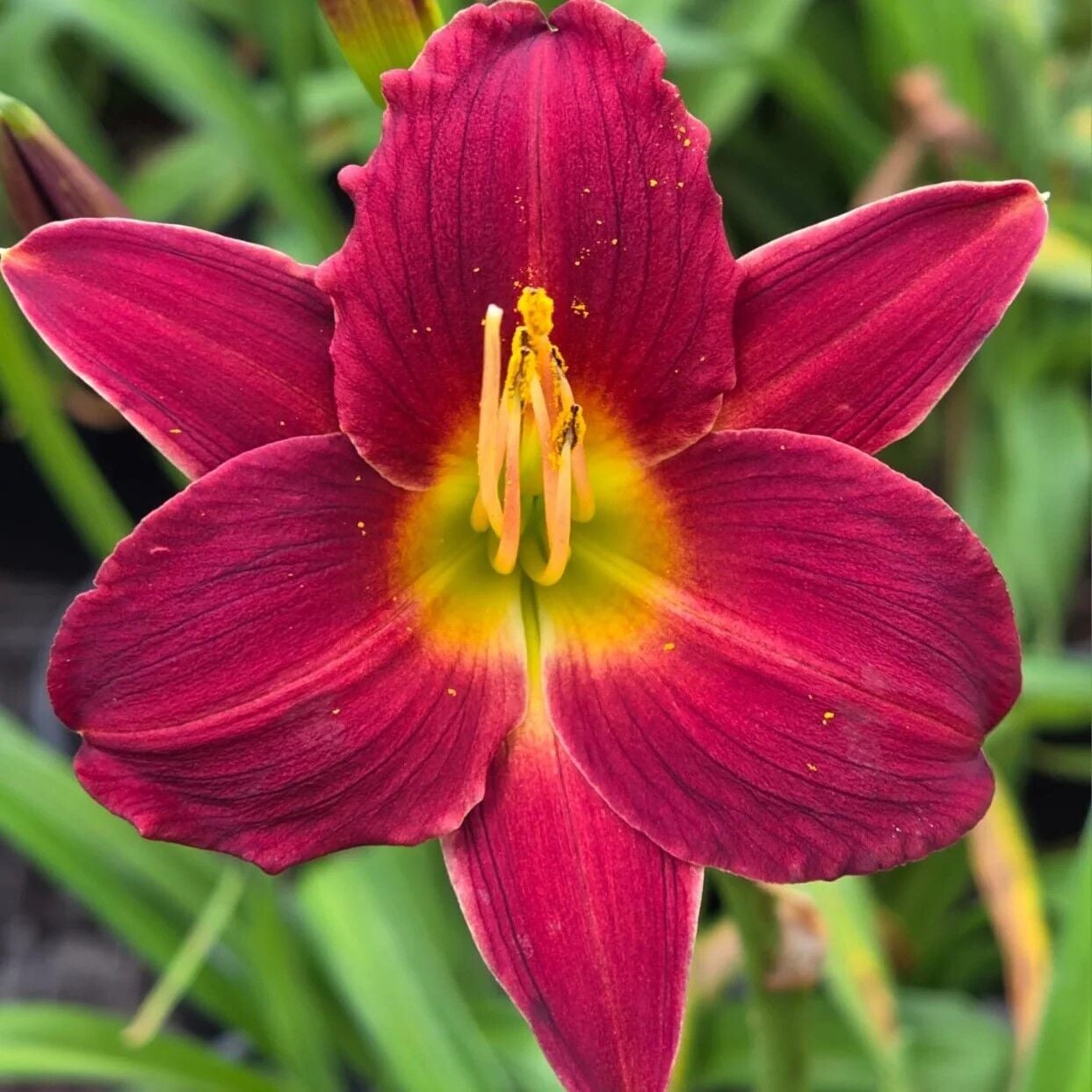 Dark Avenger Hemerocallis Gün Güzeli Çiçeği Soğanı (1 Adet)