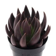 Black Prince Echeveria Nadir Çeşit Sukulent (9 luk Saksıda)