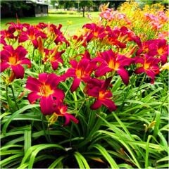 Crown Fire Hemerocallis Gün Güzeli Çiçeği Soğanı (1 Adet)