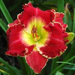 Crown Fire Hemerocallis Gün Güzeli Çiçeği Soğanı (1 Adet)