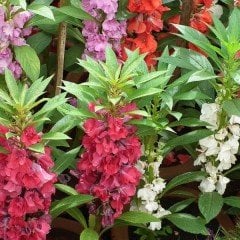 Karışık Renkli Kına Çiçeği Tohumu (150 tohum)