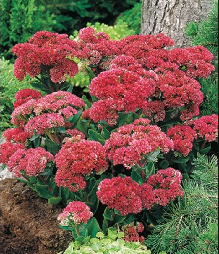 Yayılıcı Sedum Munstead Dark Red Taş Çiçeği Soğanı (1 Adet)