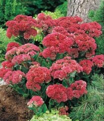 Yayılıcı Sedum Munstead Dark Red Taş Çiçeği Soğanı (1 Adet)