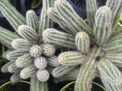 Bol Yavrulu Mammillaria Elongata Lady Finger Dikenli Kaktüs (5.5 Luk Saksıda)