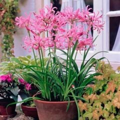 Bowdenii Isabel Nerine Narin Çiçeği Soğanı (1 Adet)