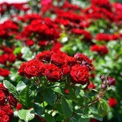 Tüplü Yediveren Yoğun Kokulu Koyu Kırmızı Gülfem Gül Fidanı