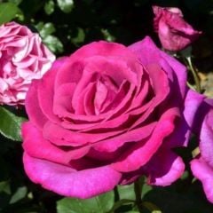 Tüplü Kokulu Yediveren Esmeralda Gül Fidanı