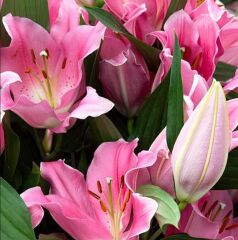 İri Çiçekli Praiano Pembe Çiçekli Çiçekli Kokulu Lilium Zambak Soğanı (1 Adet )