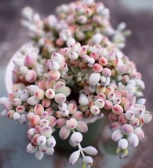 Cotyledon Pendens Paplilaris Sukulent Nadir Çeşit(5.5 Luk Saksıda)