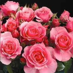 Tüplü Koleksiyonluk İri Goncalı  Esma Nar Çiçeği Yediveren Kokulu Gül Fidanı