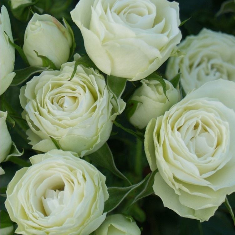 Tüplü Escimo Yediveren Çok Goncalı Gül Fidanı