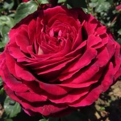 Tüplü Yediveren Kokulu Emma Gül Fidanı