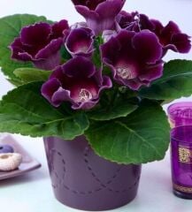 Gloksinya Hollywood Gloxinia Bardak Menekşesi Çiçeği Soğanı (1 Adet )