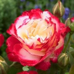 Tüplü Double Delight Pembe Beyaz Yediveren Gül Fidanı