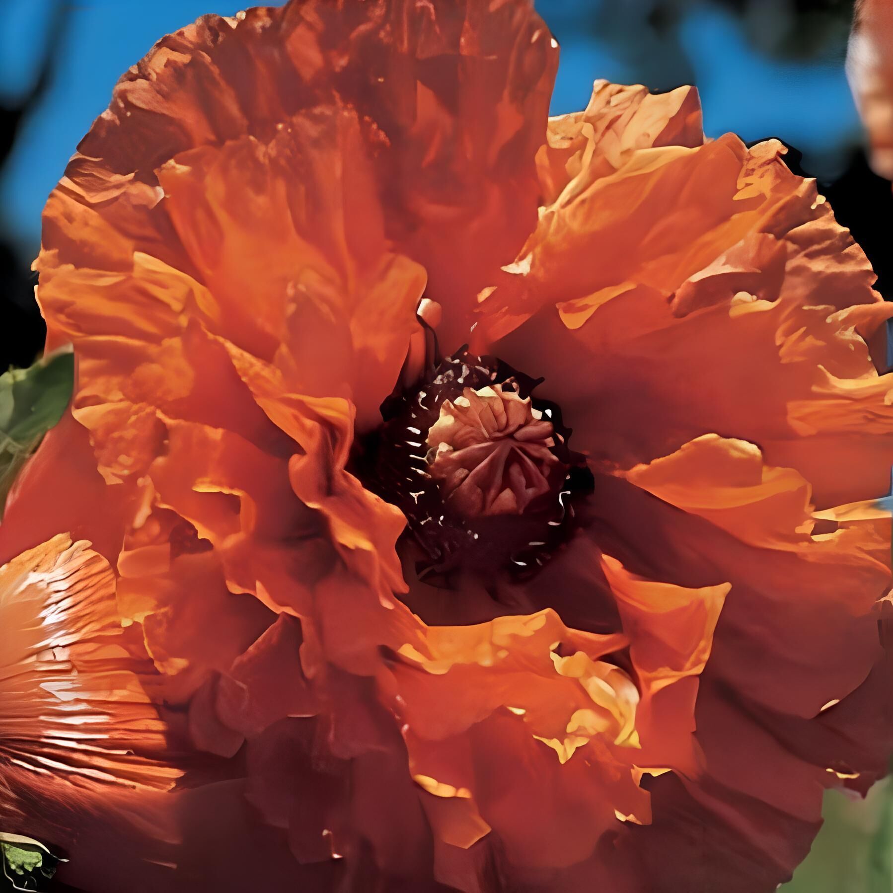 Papaver Indian Chief İri Kafa Gelincik Çiçeği Soğanı (1 Adet)