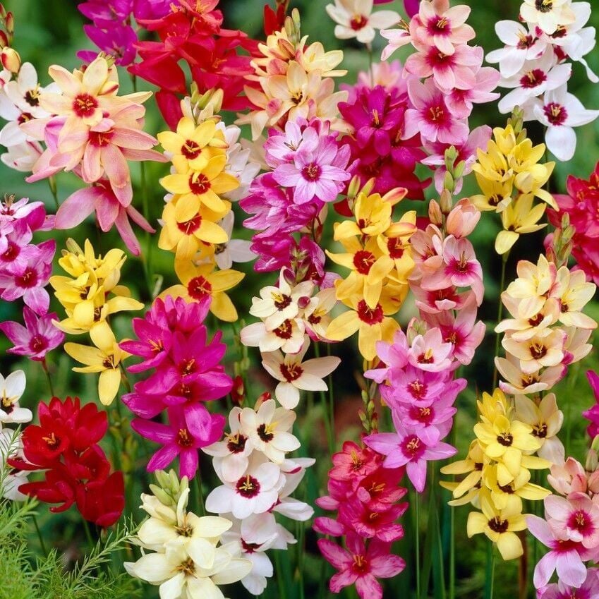 Karışık Mısır Zambağı Gelin Soğanı Çiçeği Mixed Ixia Çiçeği Soğanı (1000 Adet)