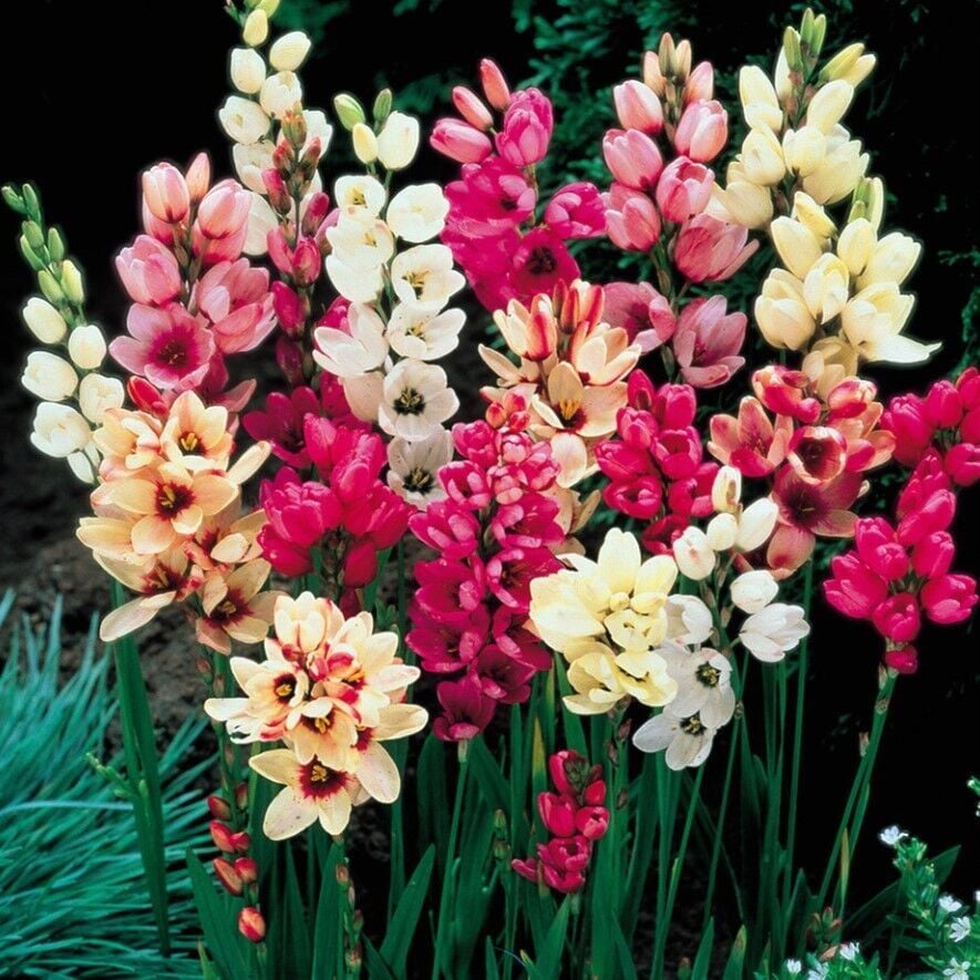 Karışık Mısır Zambağı Gelin Soğanı Çiçeği Mixed Ixia Çiçeği Soğanı (100 Adet)